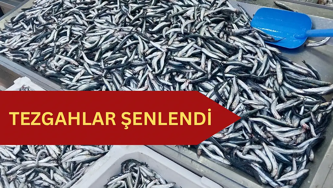 Balık bollaşıyor, fiyatı düşüyor