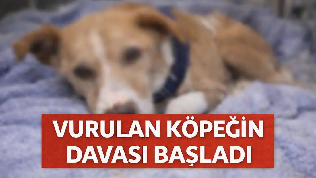 Hande Yener’in sahip çıktığı köpek Ateş davası başladı