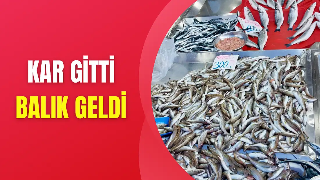 Tekir bugün çok farklı