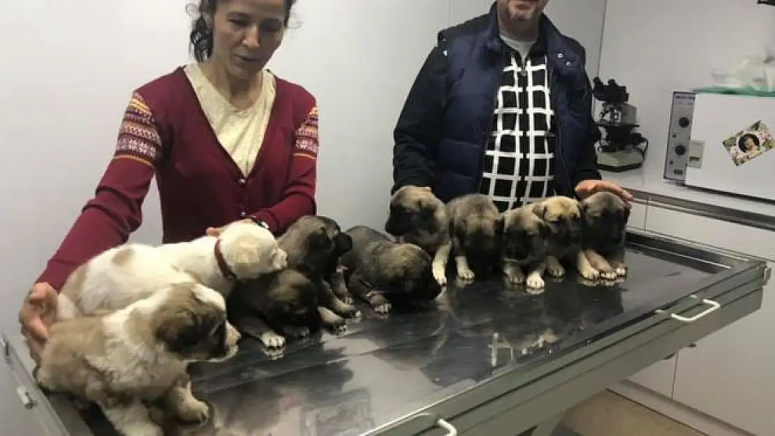 11 kangal yavrusu ilk aşılarını oldu