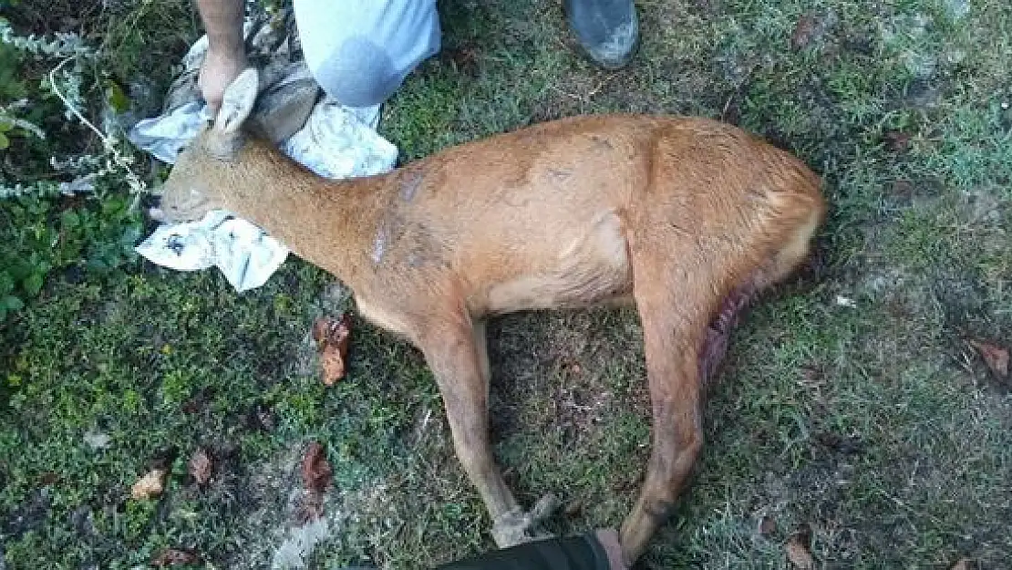 3 köpeğin saldırısına uğradı