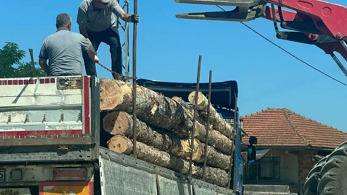 50 çam ağacımız göz göre göre kesildi!