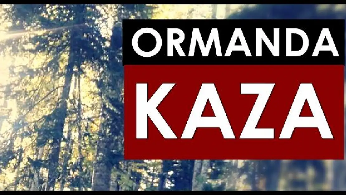 Ağaç budarken düşüp yaralandı