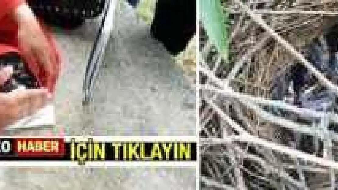 Ağaçkakan Yavruları Yuvalarından Düştü