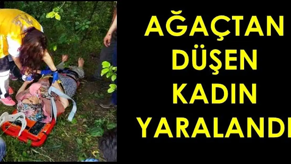 Ağaçtan Düşen Kadın Yaralandı