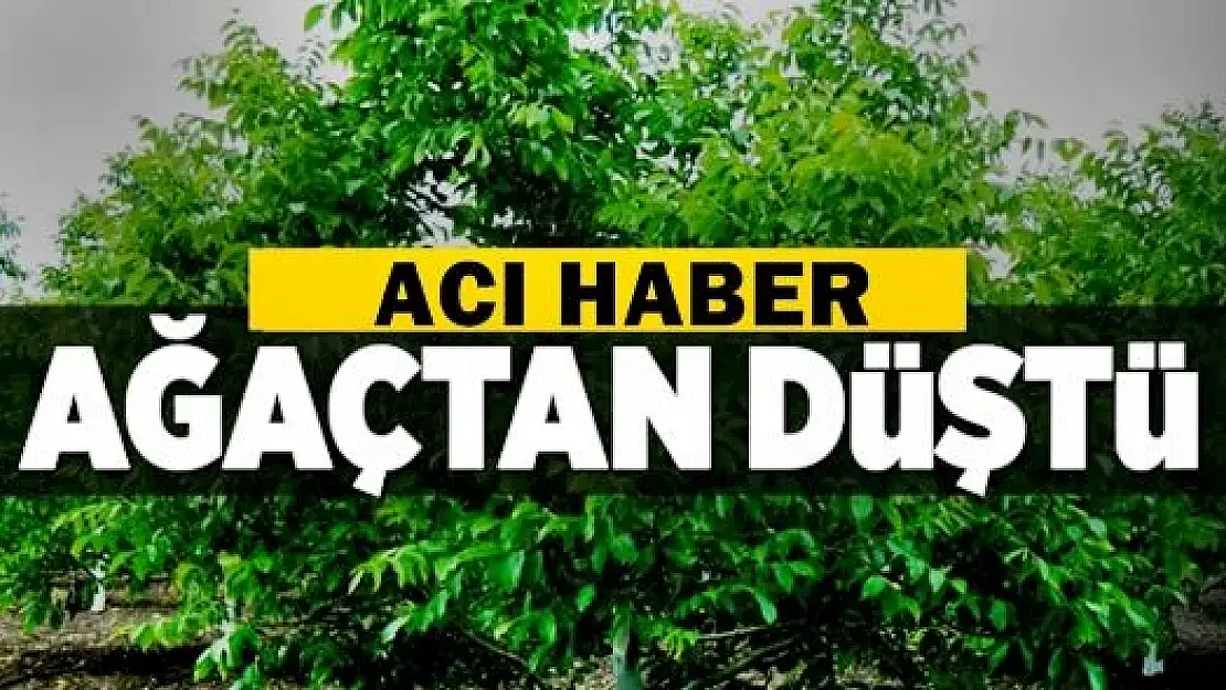 Ağaçtan düşen yaşlı adamdan acı haber