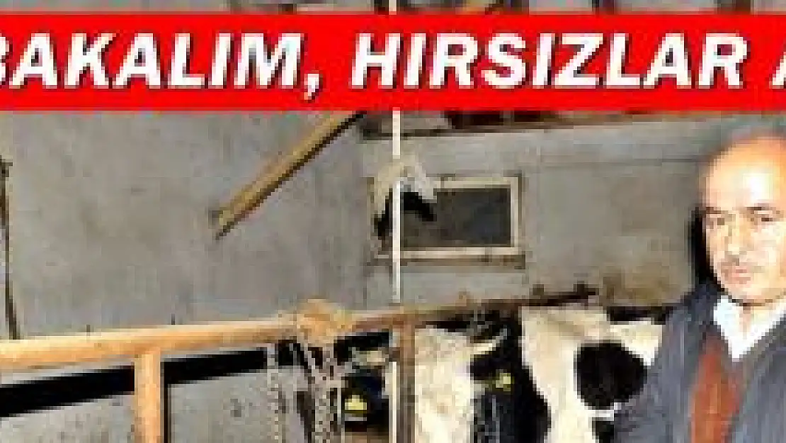 Ahırdan Çalınan 4 Hayvandan Haber Yok