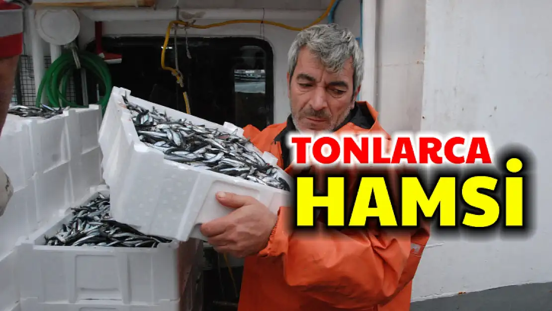 Amasra'da hamsi bereketi başladı