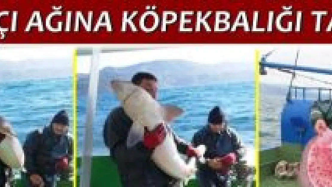 Amasra'da köpekbalığı yakalandı