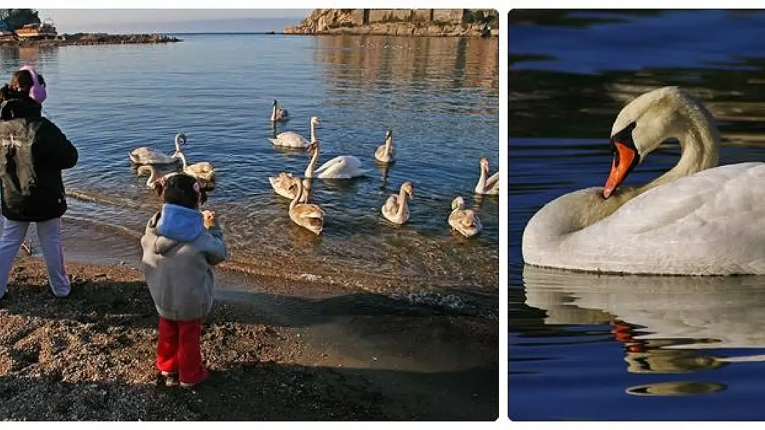 Amasra'nın yeni misafirleri kuğular oldu