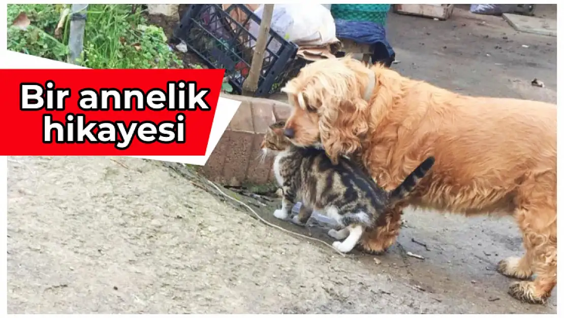 Annesiz yavru kediye sahip çıktı