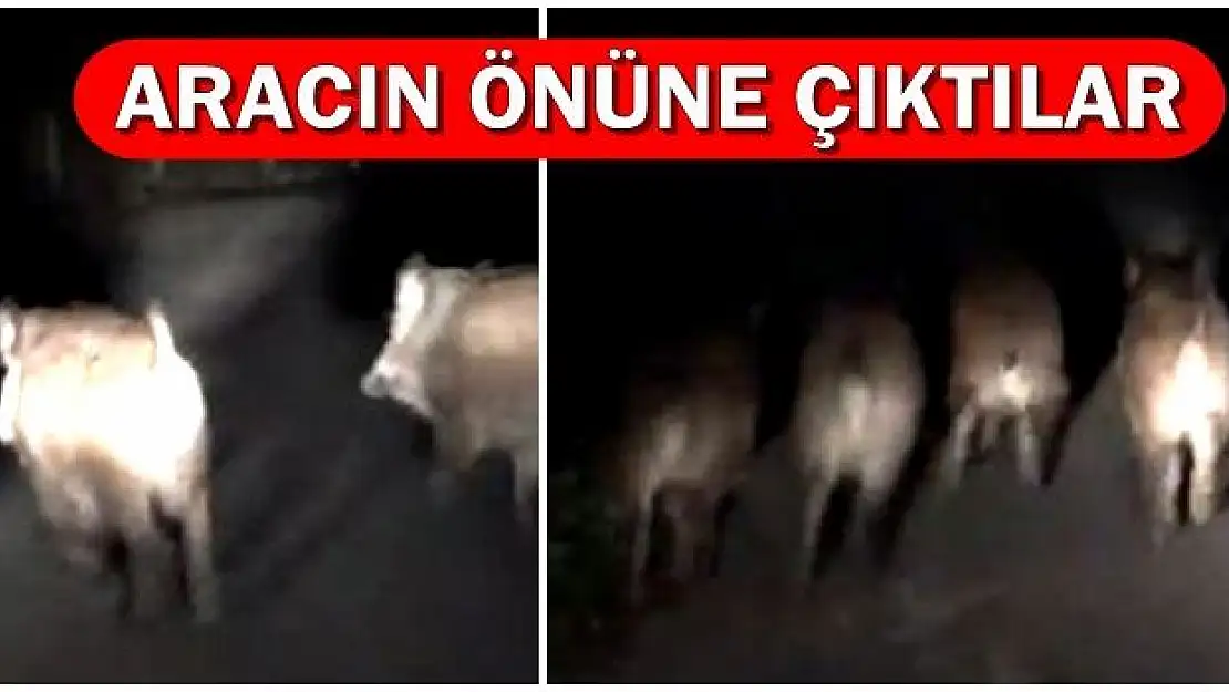 Aracın Önüne Domuz Sürüsü Çıktı
