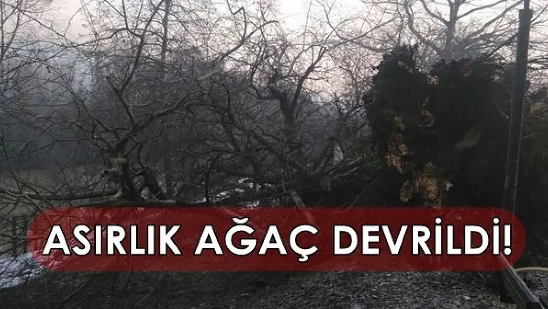 Asırlık Ağaç Devrildi