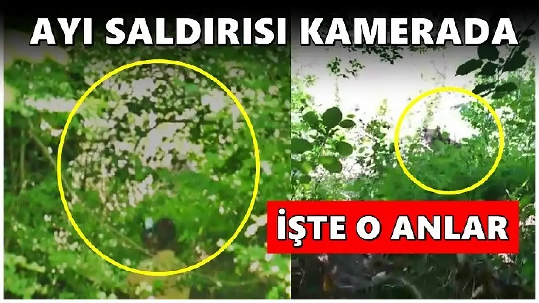 Ayı saldırısı kamerada