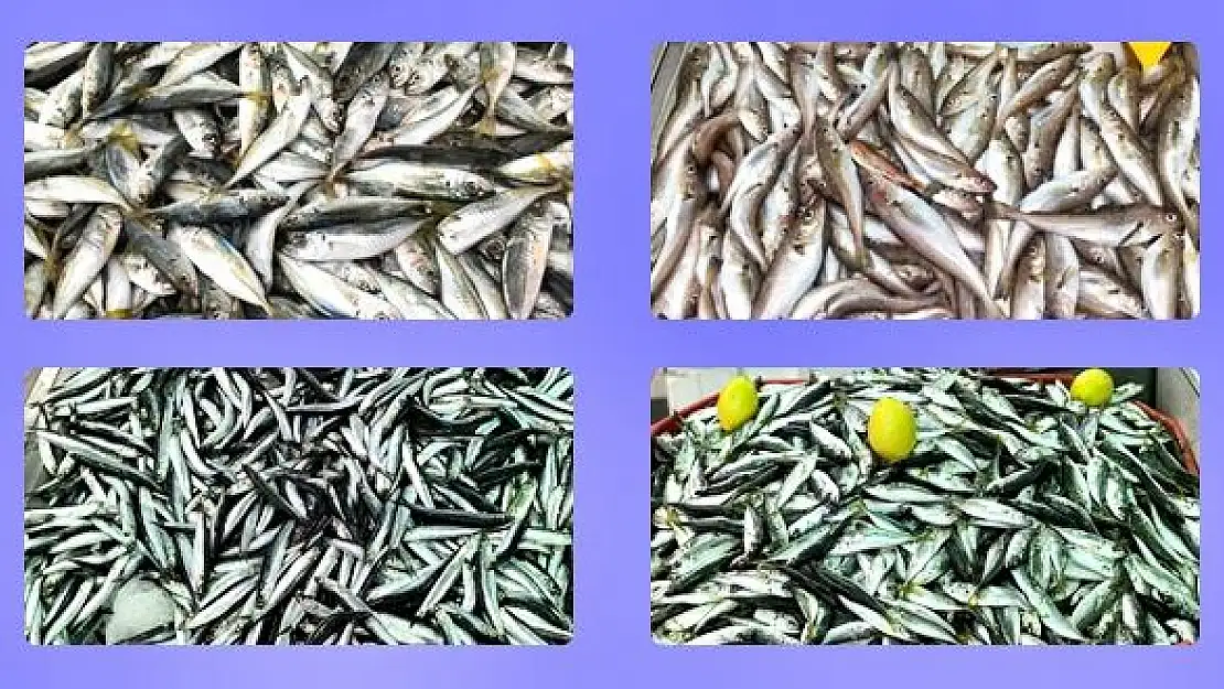 Balık tezgâhlarında son durum 