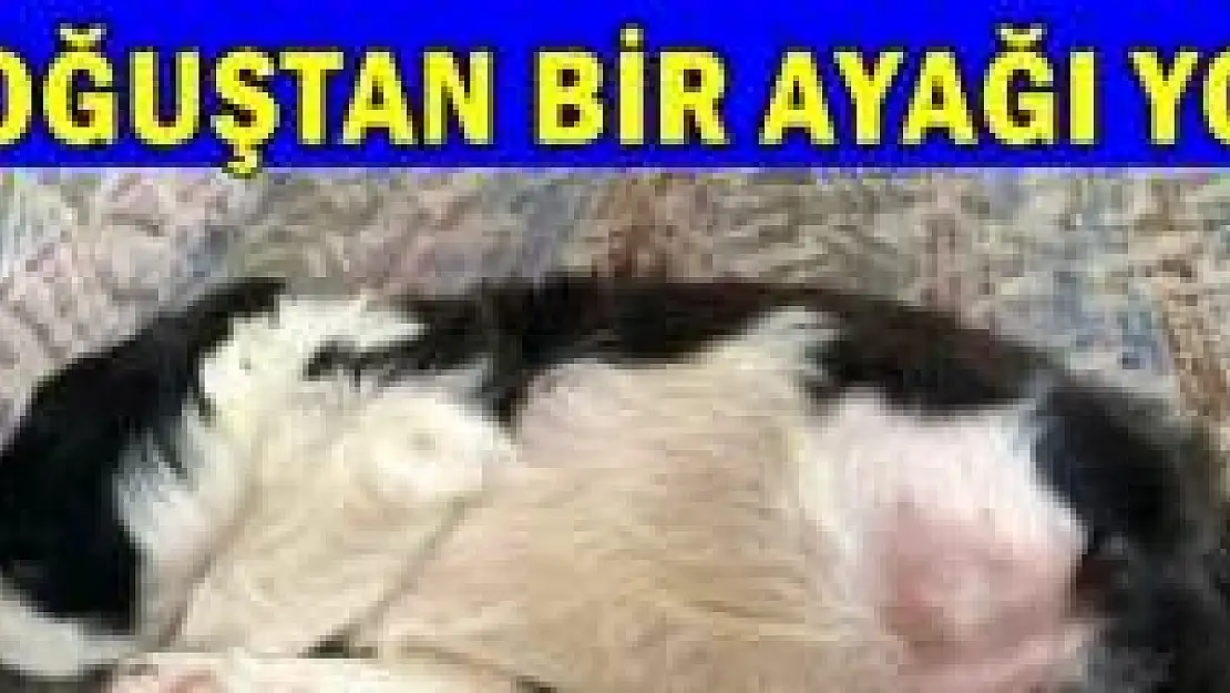 Bartın'da 3 ayaklı köpek doğdu
