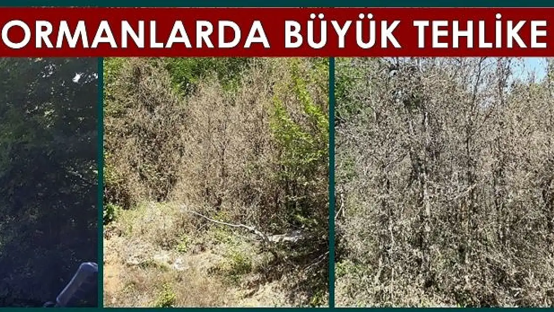 Bartın'da ağaçlar bir bir kuruyor!