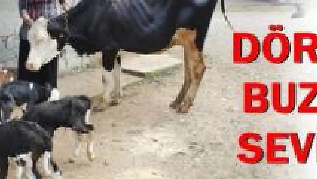 Bartın'da Bir İnek Dördüz Doğurdu