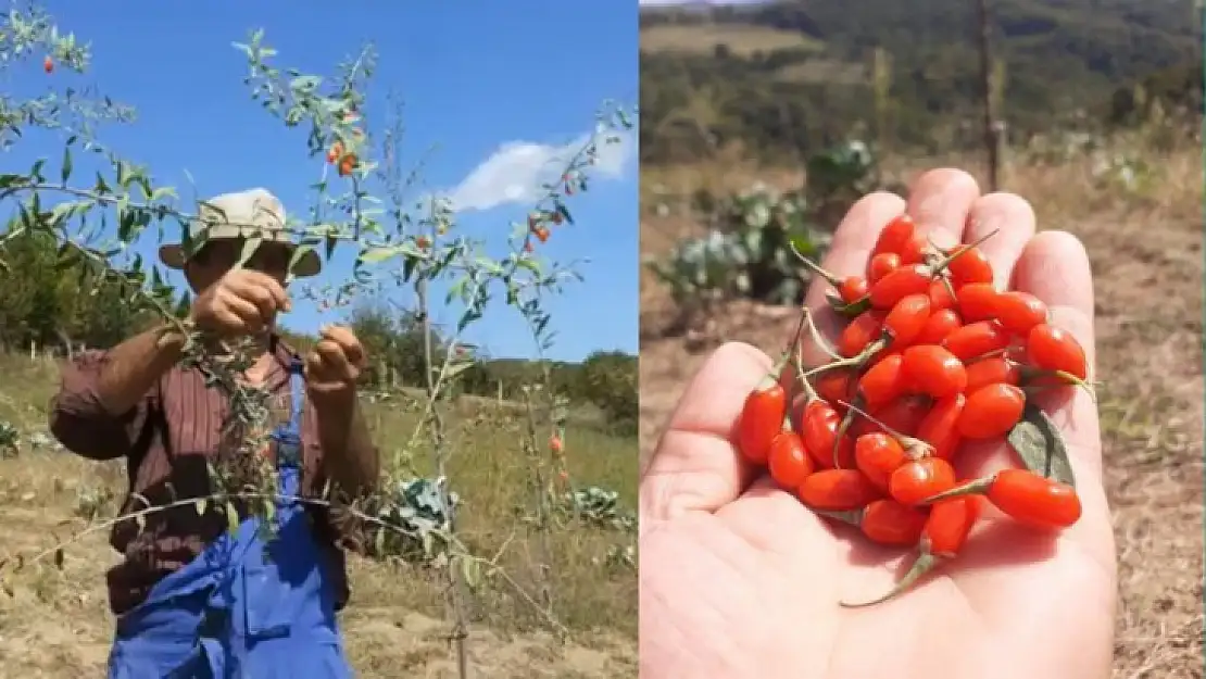 Bartın'da goji berry hasadı