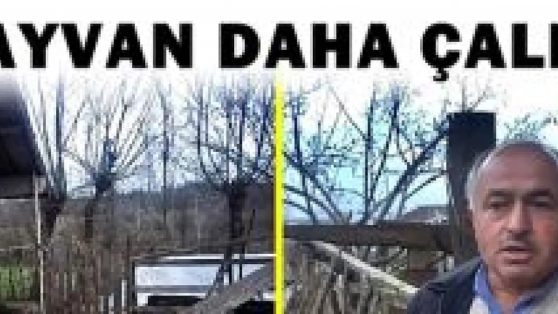 Bartın'da Hayvan Hırsızları Durmak Bilmiyor