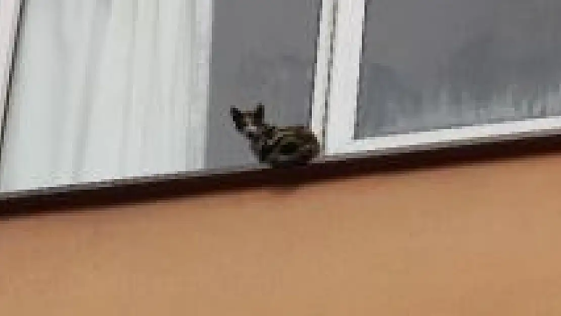 Bartın'da kedi kurtarma operasyonu