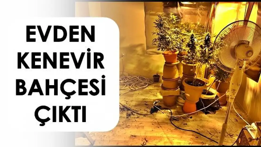 Bartın'da kenevir yetiştirlen eve polis baskını