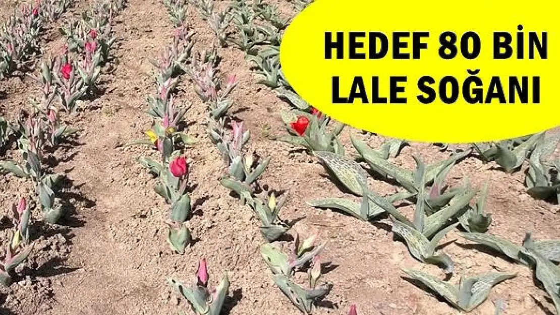 Bartın'da Lale Soğanı Üretimi başladı