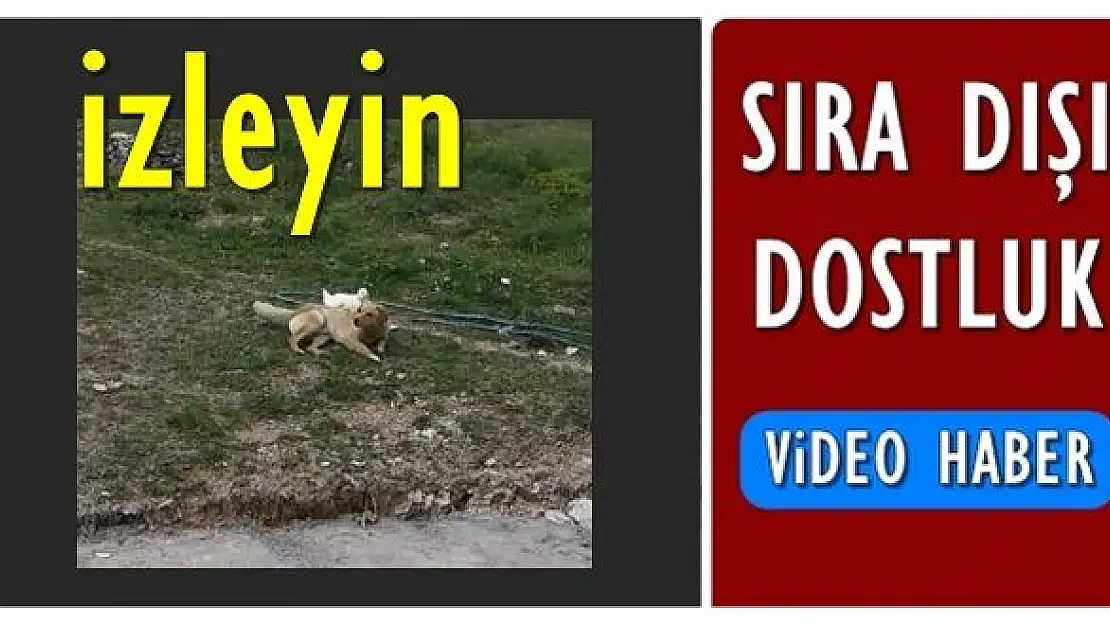 Bartın'da sıra dışı dostluk