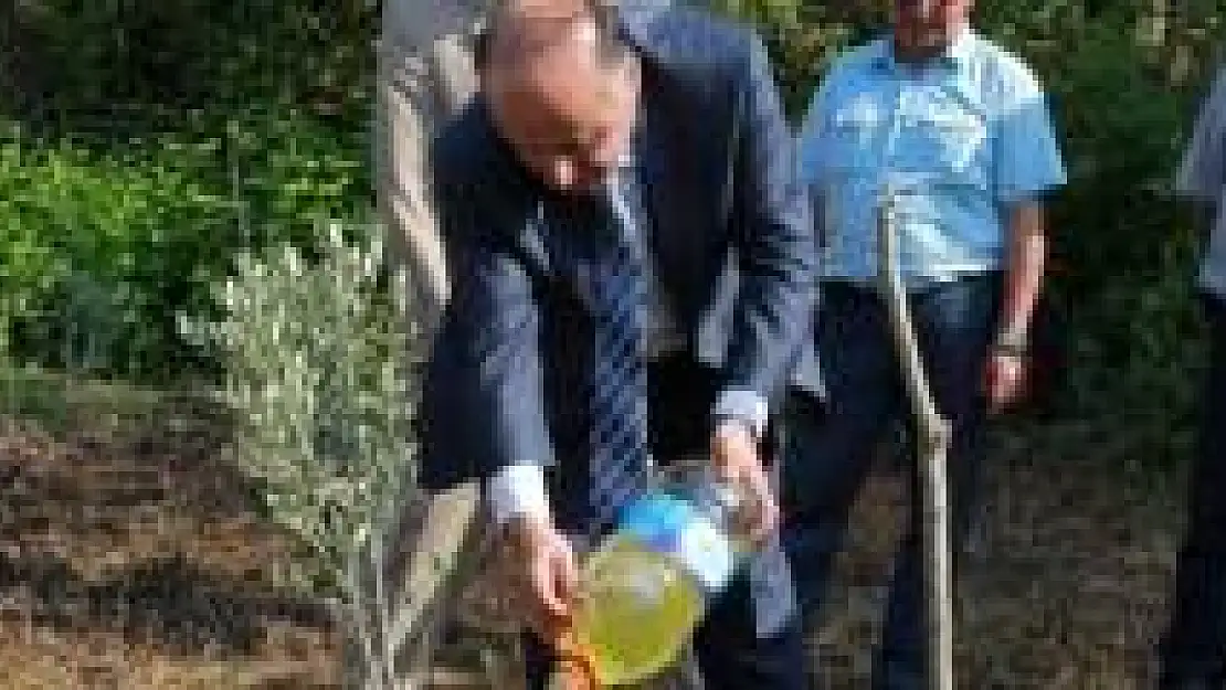 Bartın'da zeytin yetiştiriciliği hayat buluyor!
