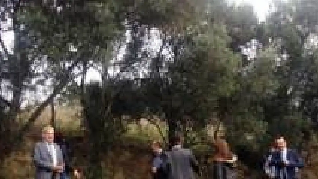 Bartın'da Zeytin Yetiştiriliciliği için ilk adım 