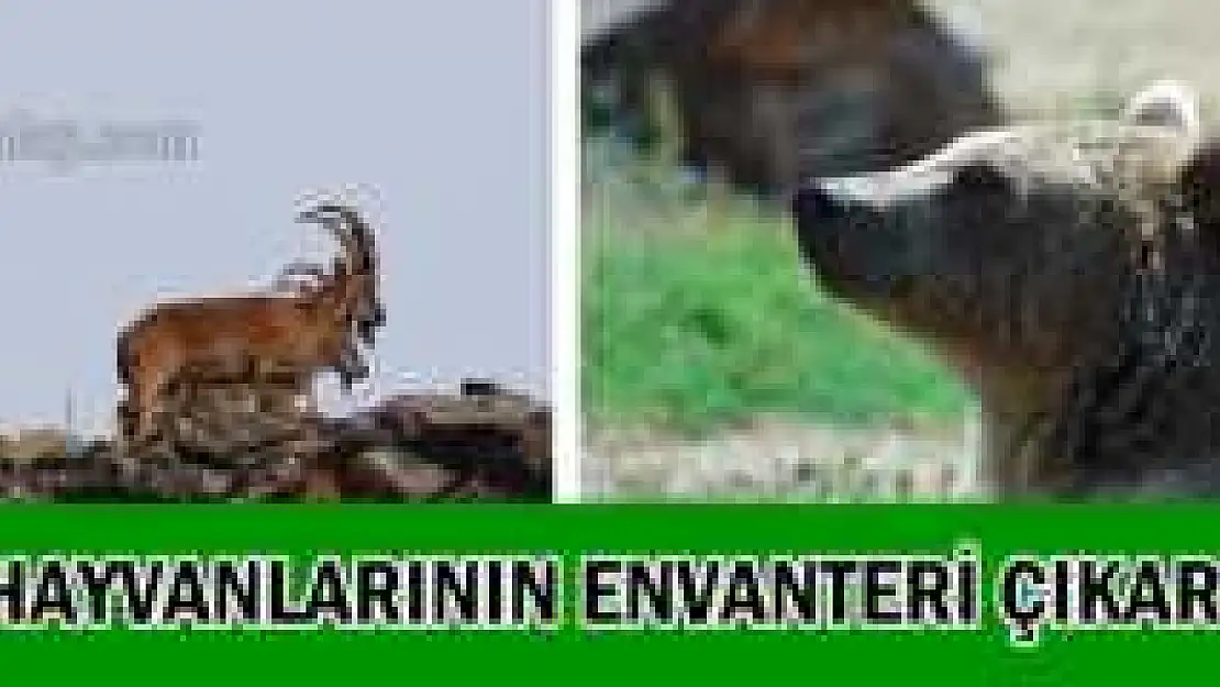 BARTIN'DAKİ YABAN HAYATA BİLİMSEL İNCELEME