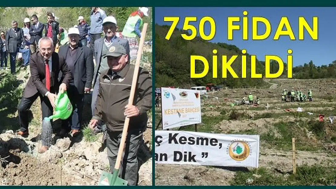 Bartın'ın ilk kestane bahçesine fidanlar dikildi