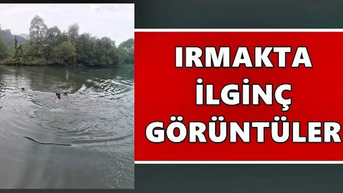 Bartın ırmağında ilginç görüntü