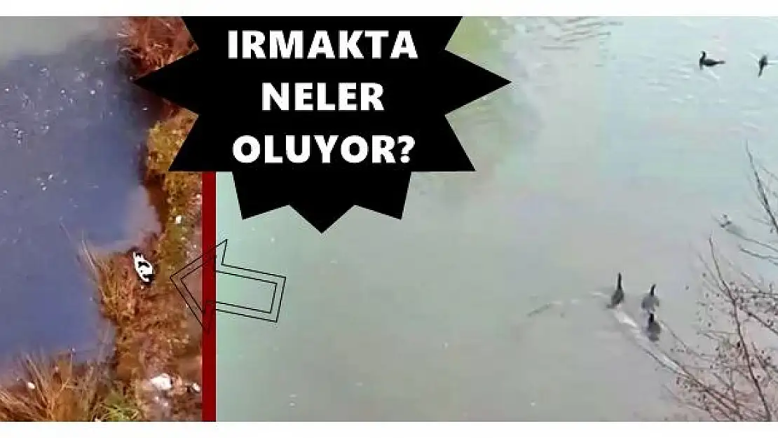 Bartın ırmağında ilginç görüntüler