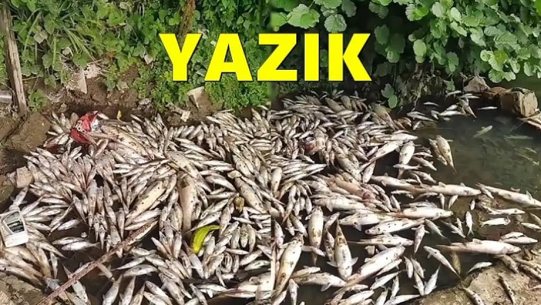 Bartın Irmağında toplu balık ölümleri