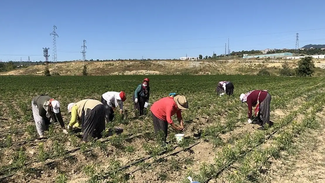 Bartınlının yapamadığını  Balıkesirli yaptı