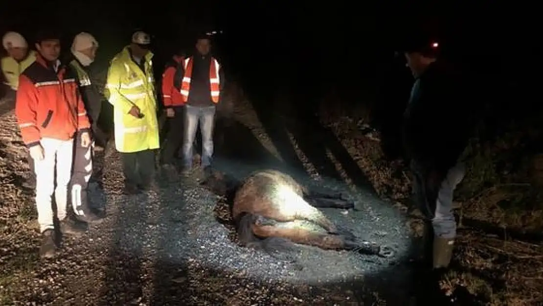Başıboş gezen ata araba çarptı