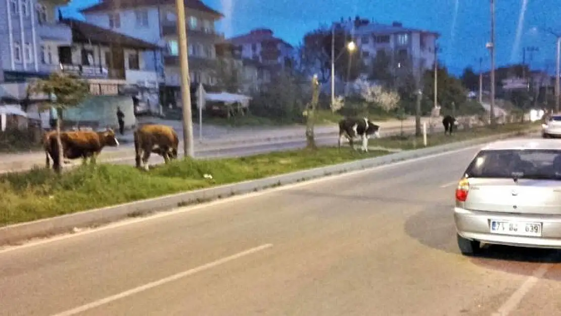 Başıboş hayvanlar tehlike saçıyor!