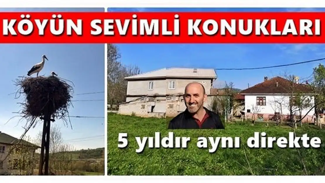 Beş yıldır gelen leylekler ilgi odağı oldu