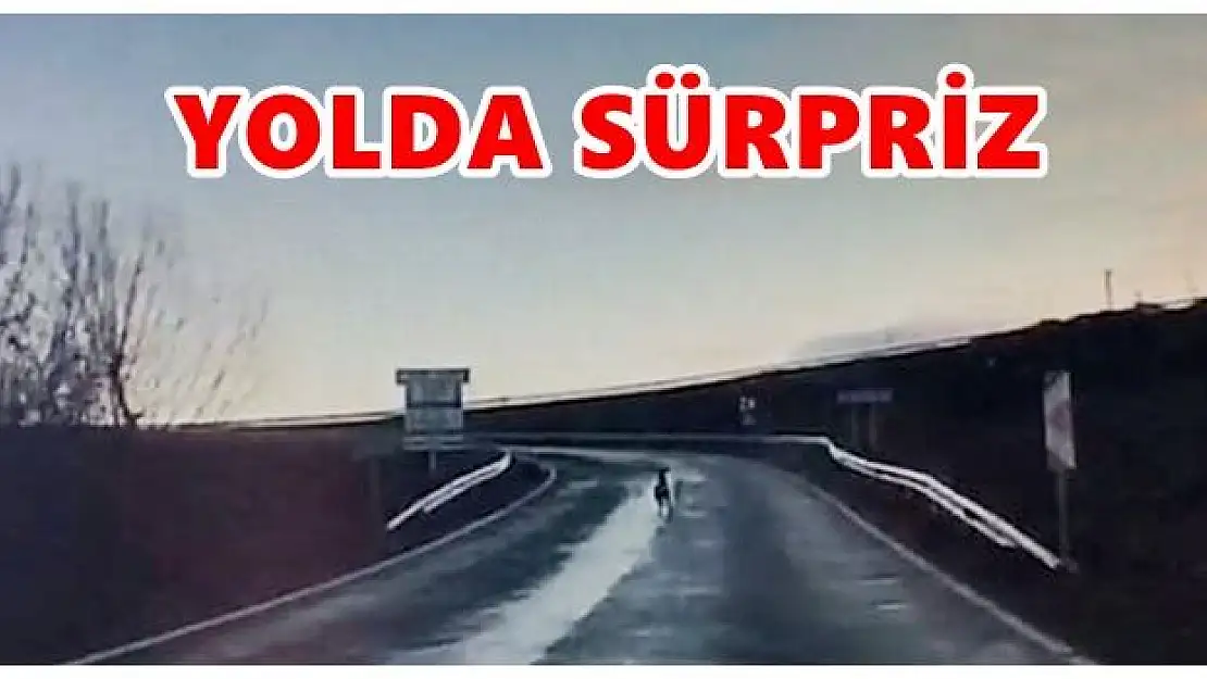 Bir anda otomobilin önüne çıktı