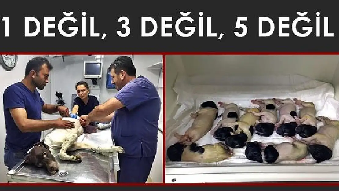 Bir değil, 3 değil, 5 hiç değil…
