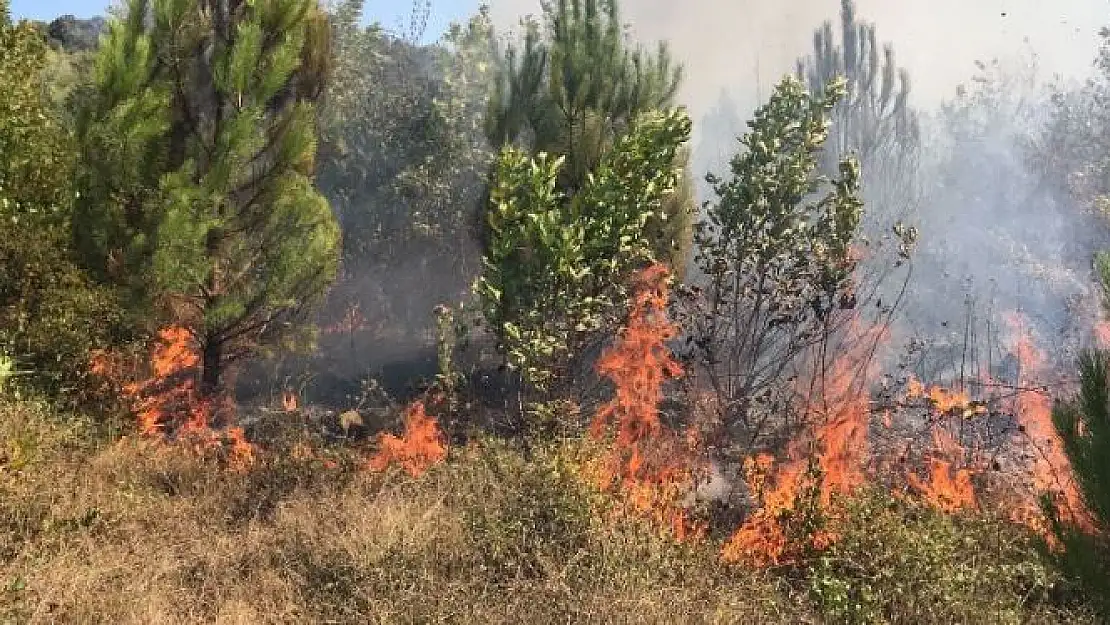 Bir yangın da Kozcağız'da çıktı