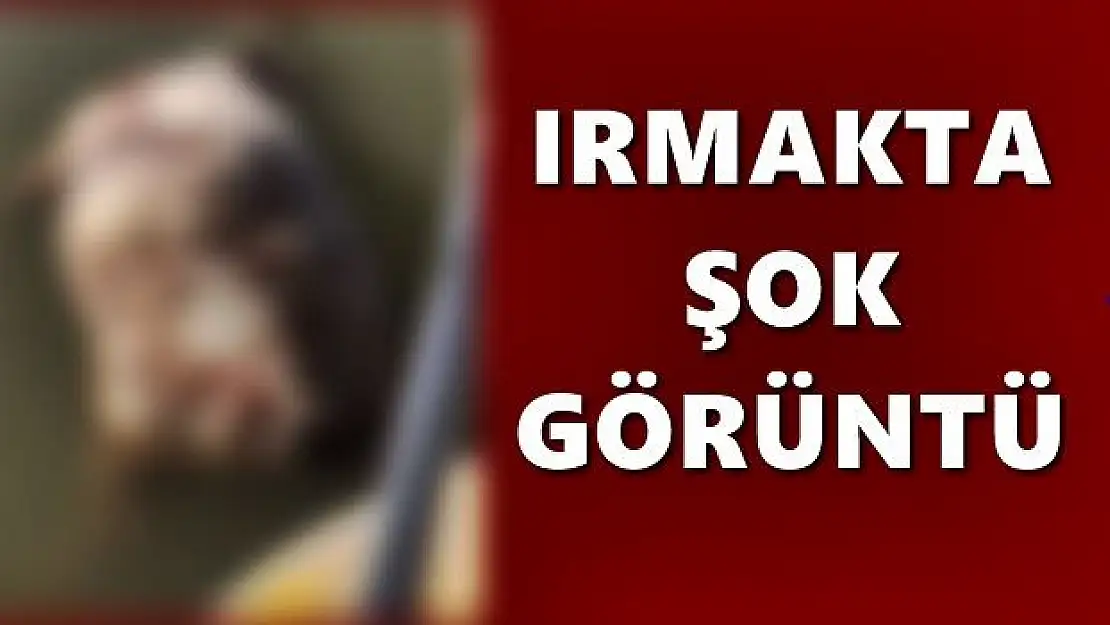 Boğazda şaşırtan manzara