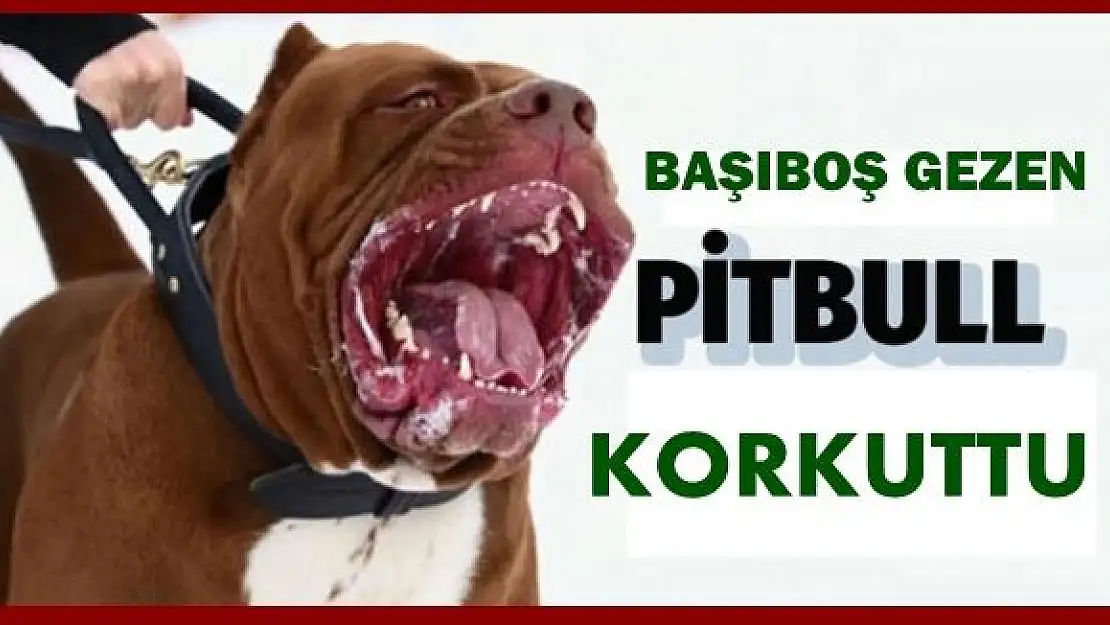 Boşta gezen Pitbull'u şikâyet ettiler