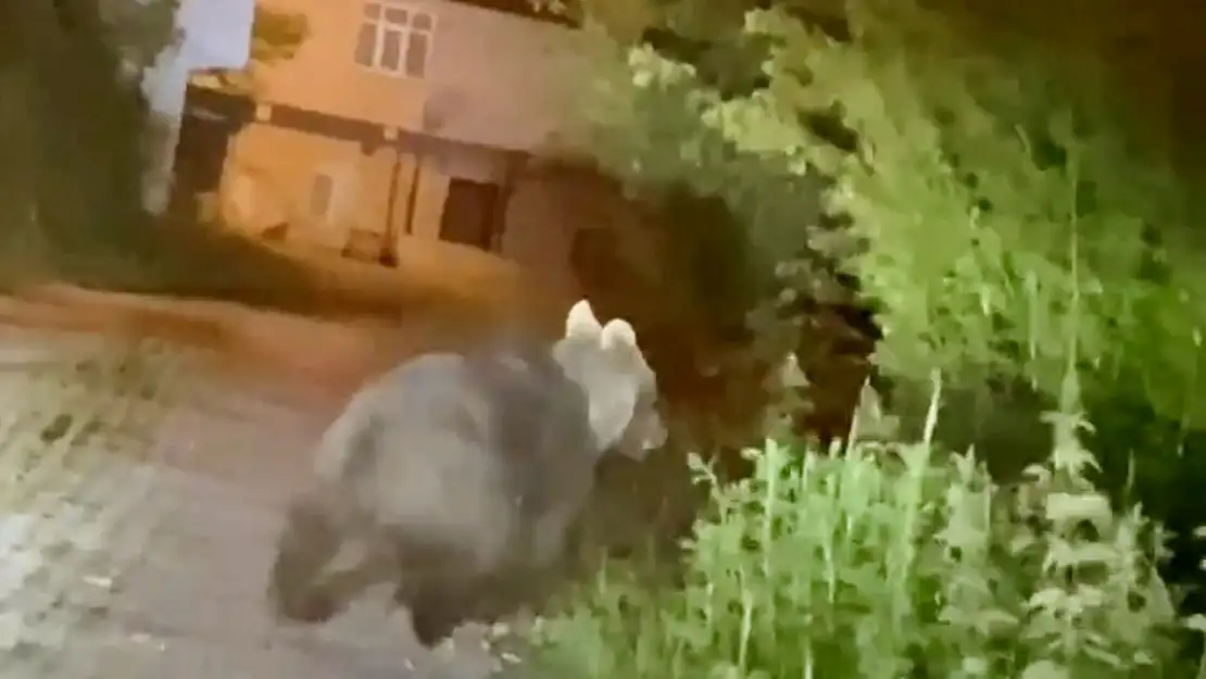 Bozayı beldeye indi