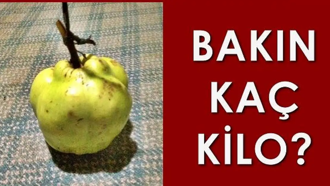 Bu ayvayı yemek herkesin harcı değil