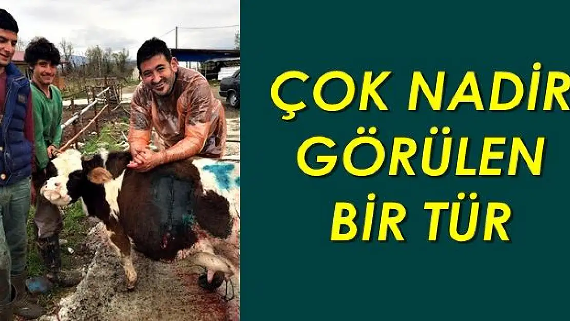 Bu inek bildiğiniz ineklerden değil