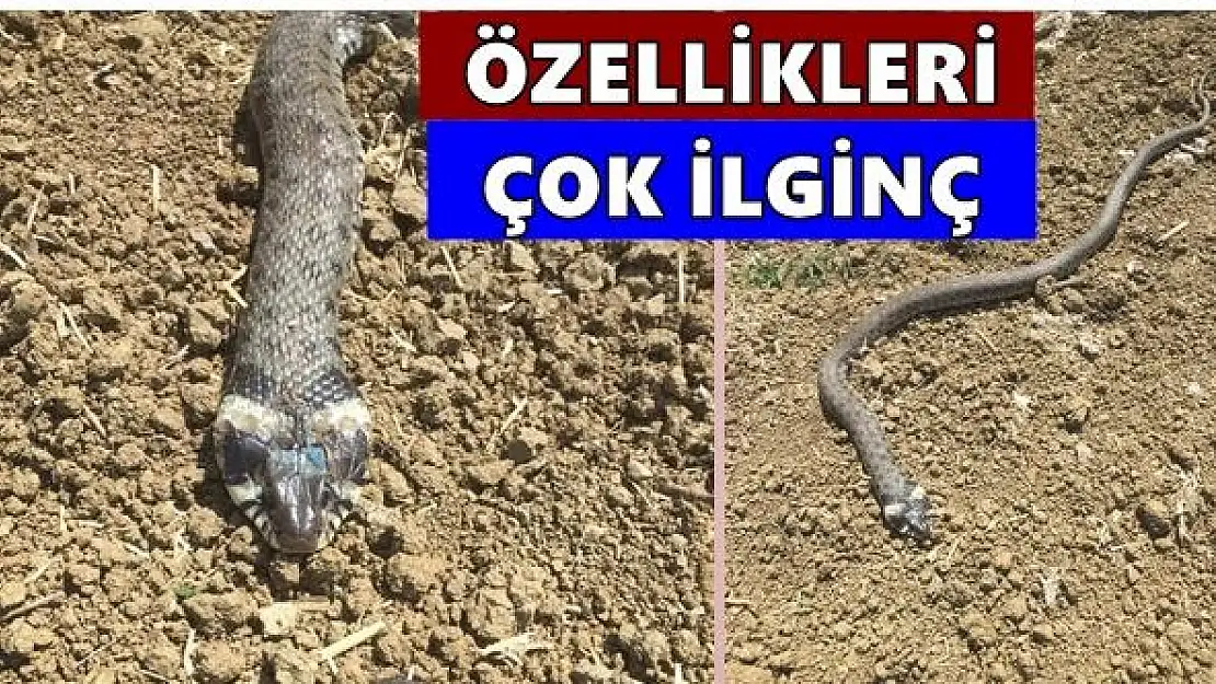 Bu yılanın özellikleri çok ilginç