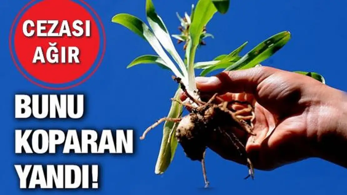  Bunu koparan yanıyor!