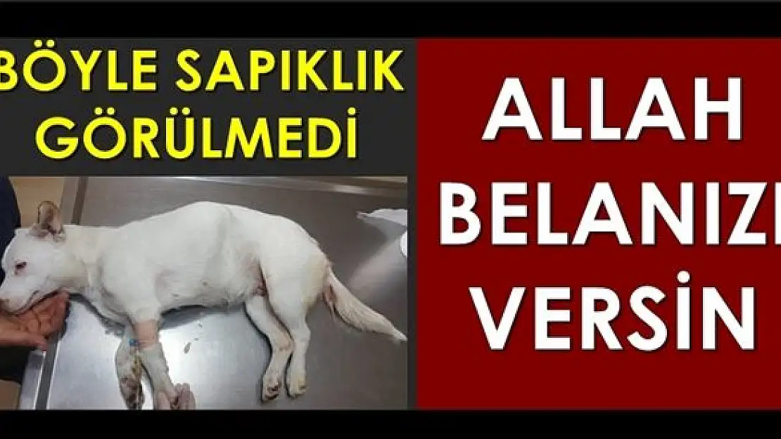 Bunu yapan insan olamaz!
